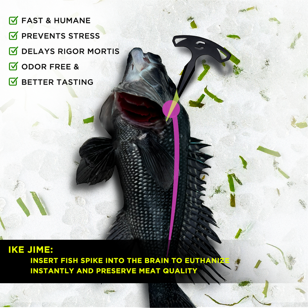 Ike Jime Fish Spike