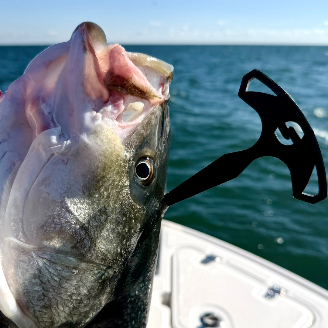 Ike Jime Fish Spike