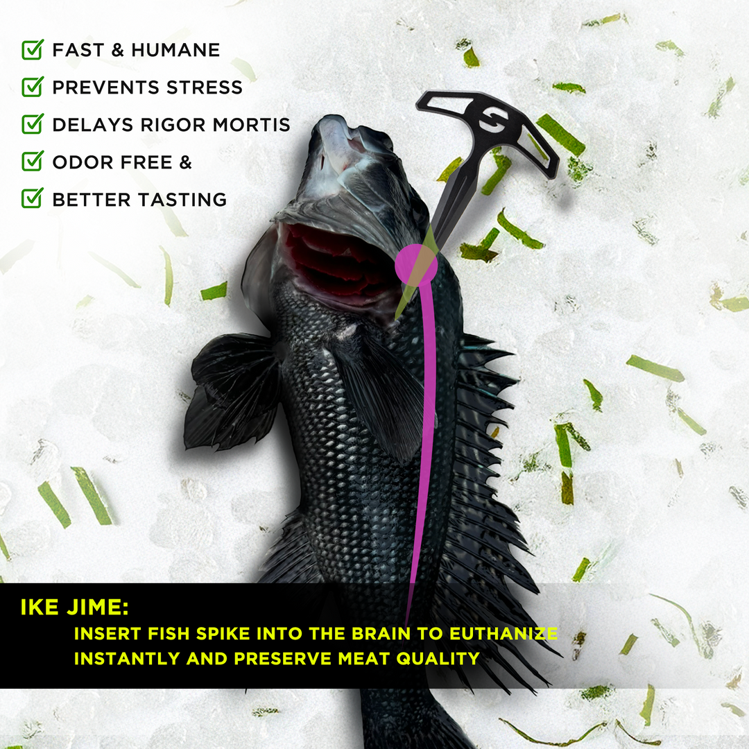 Ike Jime Spike Black Sea Bass