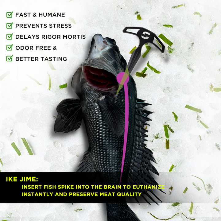 Ike Jime Spike Black Sea Bass